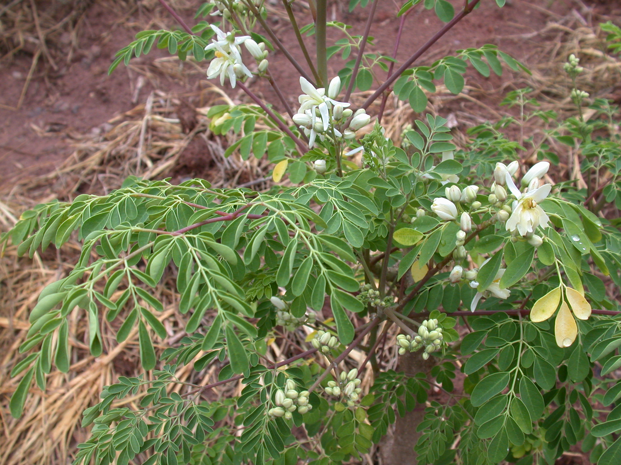 Moringa